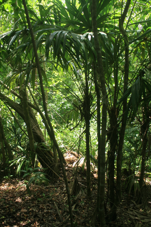 Rainforest interior